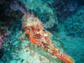 Scorpion fish having a nap
