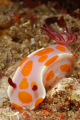 Ceratosoma amoena