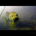 A small quarry in the West Bohemia (Czech Rep.). A rather big pike on the picture (fresh water).