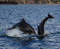 Playful dolphins