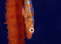 Tiny Whip Coral Goby, Gordon Reef, Tiran, Red Sea.  Photo by Louisa Butler