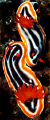 Two friendly pyjama slugs on the Great Barrier Reef.