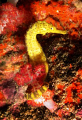 Seahorse at Richeliou Rock, Similan Islands, Thailand.