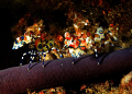 Two Harlequin Shrimps on a Purple Starfish.  Richeliou Rock, SImilan Islands, Thailand.