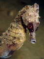 Hippocampus hippocampus. Photo taken in Numana with a digital Sony DSCN2.
Little second ones before this moment, this male fish have give birth its sons. Wonderful nature!