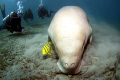 Dugong