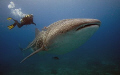 Dive Master and Mr. Big