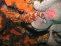 near Mykonos Greece Marine life in 15 meter under a rock.