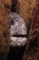 Puget Sound Wolfeel peeking at you