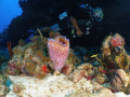  my buddy rodney in the new dive site in parguera wall....