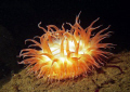Painted Anemone, Puget Sound