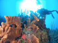 parguera beatiful dive site!!!!!!!! come and dive!!!