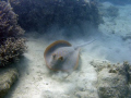 Blue Lagoon Ray, Mrs Watson's Bay, Lizard Island