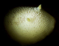 Monterey Sea Lemon, Puget Sound