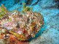stone fish taken in barracuda reef in playa del carmen awesome place you must go
