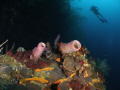 nice view at v.j.levels dive site of parguera wall,one of 35 dive site that west divers offers in PUERTO RICO.