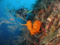 nice and big black coral  at v.j.levels dive site in parguera wall with WEST DIVERS