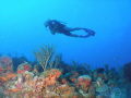   flying high at chimney dive site in parguera wall,,,come and dive!!!!