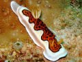Nudibranco