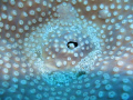 Goby - Taken in Flic en Flac - Mauritius