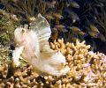 White Leaf Scorpionfish with an audience of admirers. Taken off of Komodo Island.