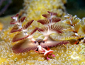 Christmas tree worm