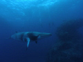 minke whale, hanging out