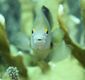 Picture taken in Bonaire not Aruba
Reef fish
