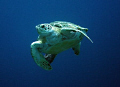 Turtle, Bonaire