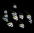 Bannerfish in formation. Taken near the island of Sumbawa.