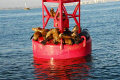 ''Sea Lion Condo.''   nikon D200