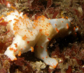 Large nudibranchs, San Juan Island
