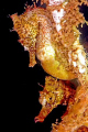 A lovely pair of seahorses on the nets of Balmoral, Sydney