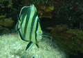 Peixe Borboleta