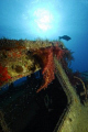 Wreck of the 