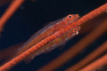 Pair of gobies laying their eggs on a whip coral