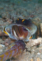 Gold Speck Jawfish engaged in a ferocious battle to protect its territory.
The other side of the little male jawfish which normally carries their eggs in its mouth.