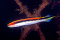 X marks the fish