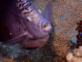 Marsa Bareika, Ras Ghozlani inside Red Sea Angelfish