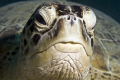 Picture taken in Naa'ma Bay, Sharm el sheikh