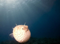 porcupine taken in Naa'ma Bay,  Sharm el Sheikh 