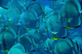 A wall of spade (bat)  fish - platax orbicularis - taken at Shark & Yolanda reef in natural light! 