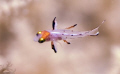 I'm not sure what it is, but it looks like a juv. (ruby) cardinale fish. 