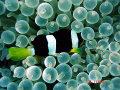 Clarkes Nemo in Bubble Anenome, Meemu Atoll, Maldives. 