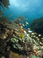 reef life
