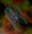  The ctenophore Mnemiopsis leidyi in Oslofjord