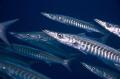 Holding your breath, surrounded by barracuda's, to take a nice shot....  Ras Umm Sid, Sharm el sheikh