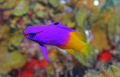 Fairy Basslet