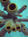 Antilla Wreck