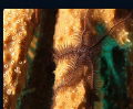 This brittle star was climbing around the Southern Barrier Reef.
